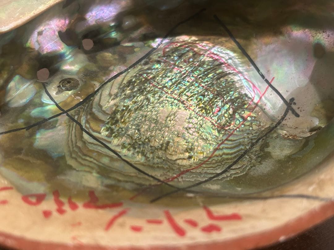 大型グリーンアバロン 貝殻 クラフト アバロンシェル　790g 約21×17cm