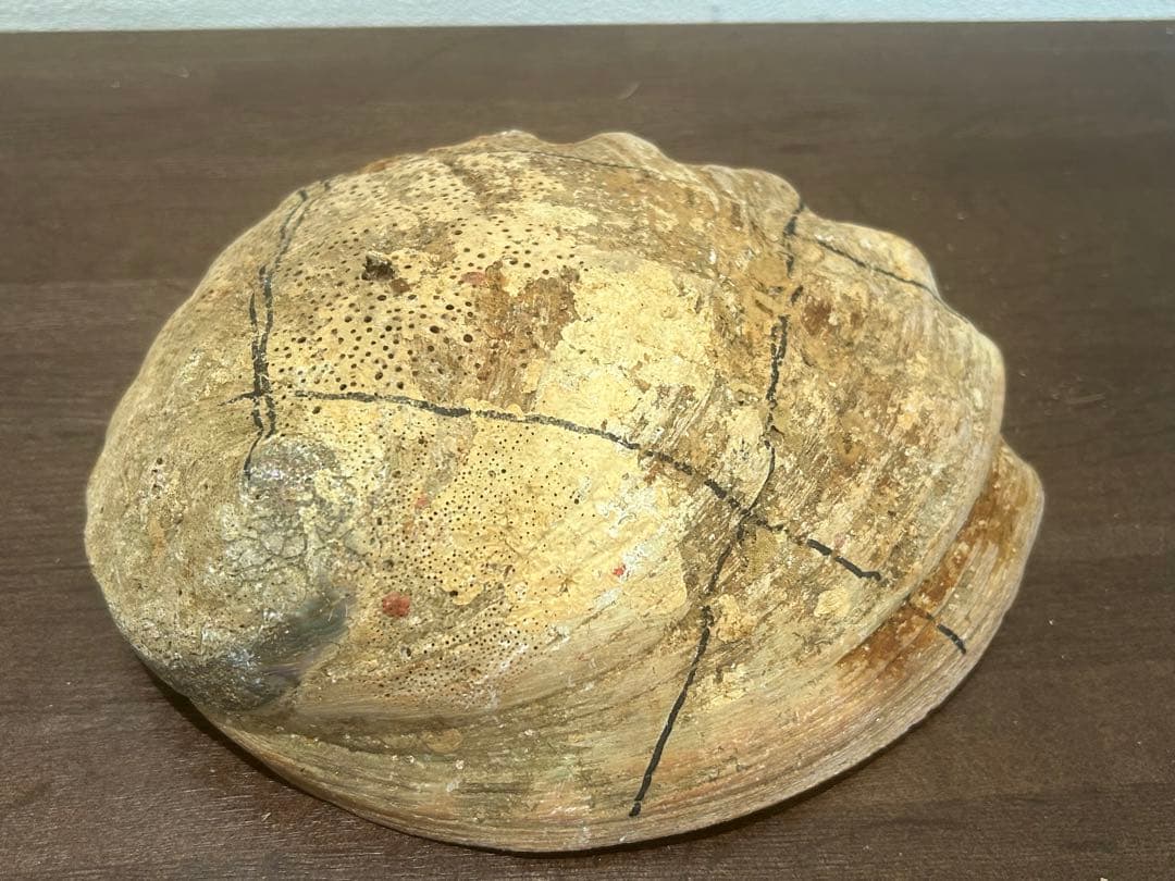 大型グリーンアバロン 貝殻 クラフト アバロンシェル　790g 約21×17cm