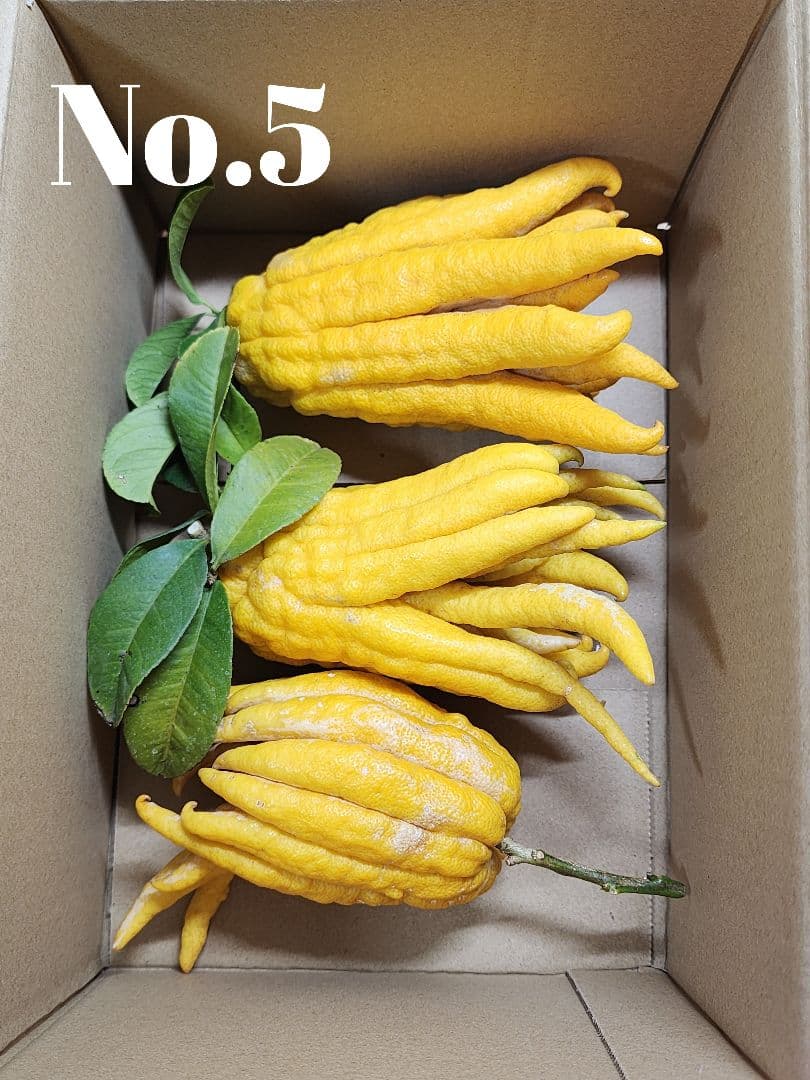 nobiko1031　仏手柑