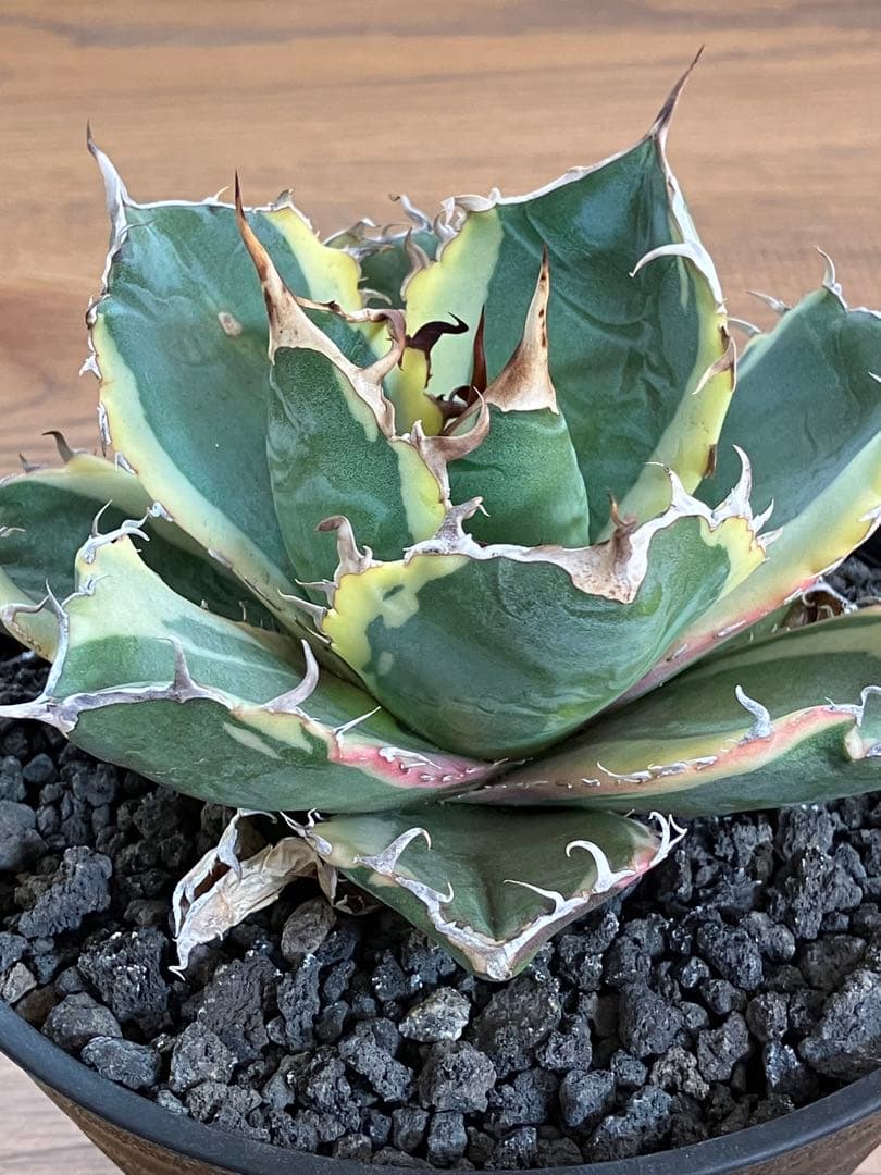 v*n様 【オークション】特大　アガべ　チタノタ　白鯨錦　覆輪斑　TC 【鉢ごと