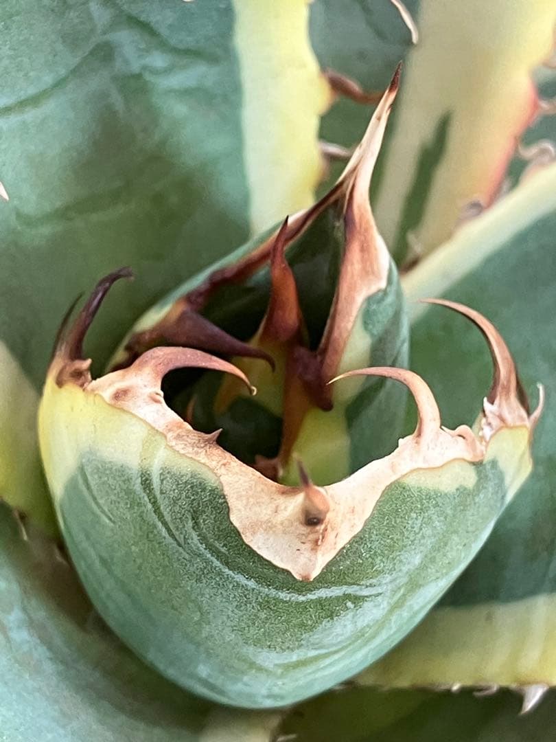 v*n様 【オークション】特大　アガべ　チタノタ　白鯨錦　覆輪斑　TC 【鉢ごと