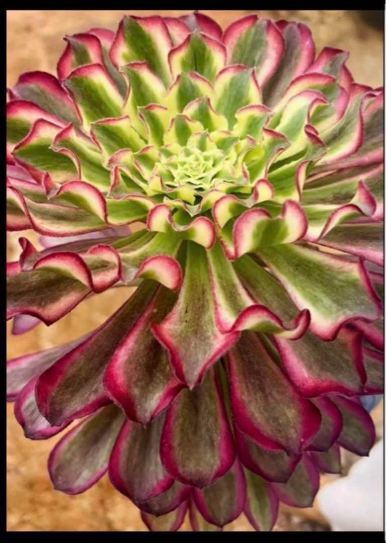 多肉植物アエオニウム錦❤️ 皺葉仙墨  ❤️状態図❤️