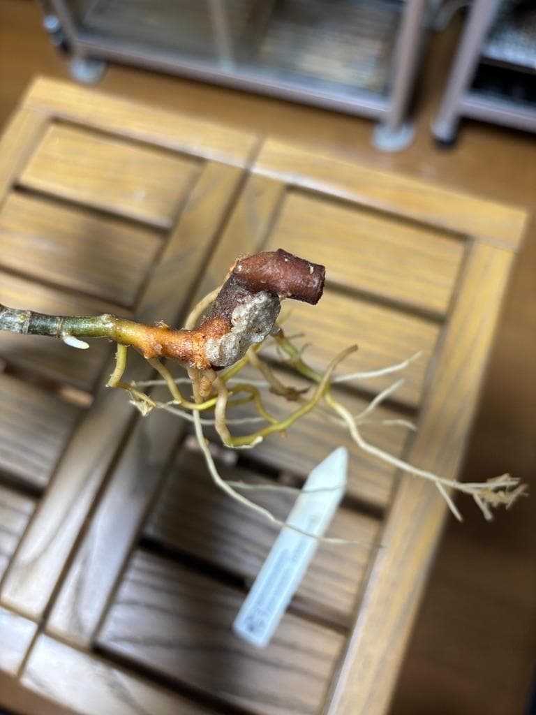 アグラオネマ　ピクタム　LA便