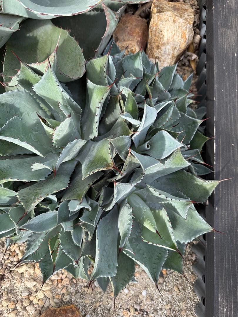 アガベ ポタトラム