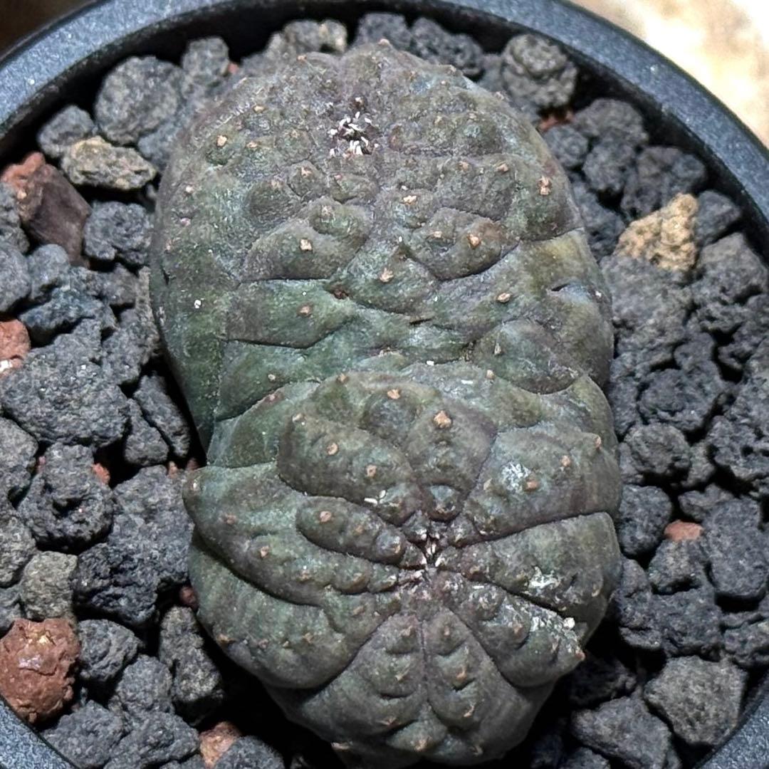 ユーフォルビアオベサ 多頭 モンスト個体(発根済み)