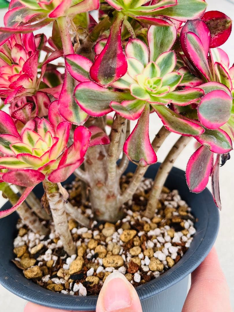 アエオニウム　アイスクリーム錦　20頭特大完美ブーケ型群生古株　＃1663