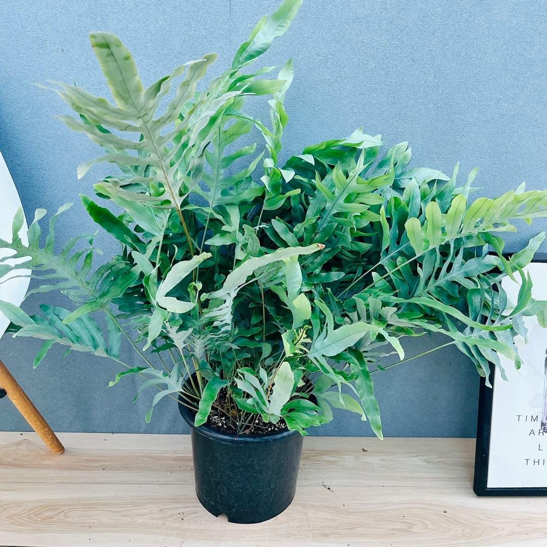 ［現品］☆珍しい☆1番　フレボディウムオーレム　ブルースター 8号　観葉　レア