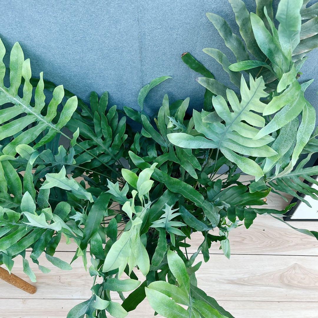 ［現品］☆珍しい☆1番　フレボディウムオーレム　ブルースター 8号　観葉　レア