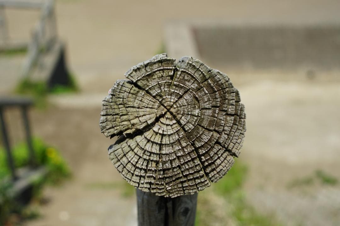 [並品/作例あり] Canon EF 28mm f2.8 キヤノン EF