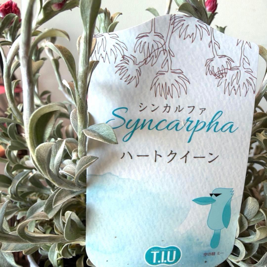 mmiiii様　確認用　シンカルファ　ハートクイーン