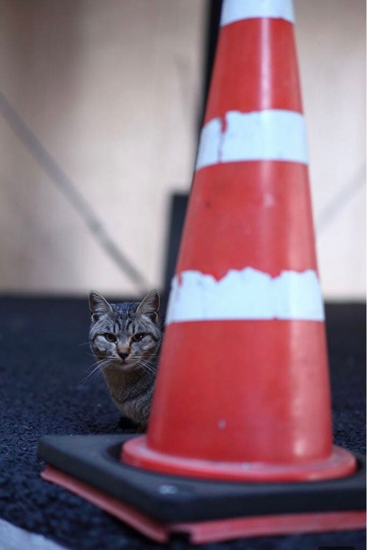 大人気！Canon一眼レフ用サードパーティ製単焦点レンズ！初心者サポート付き！