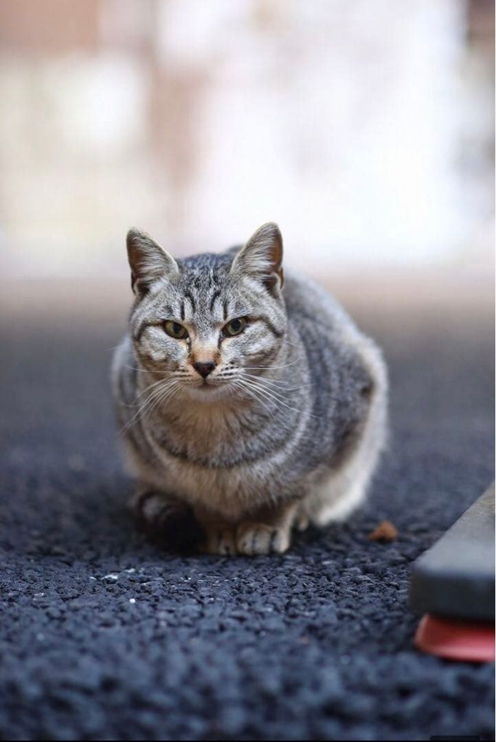 大人気！Canon一眼レフ用サードパーティ製単焦点レンズ！初心者サポート付き！