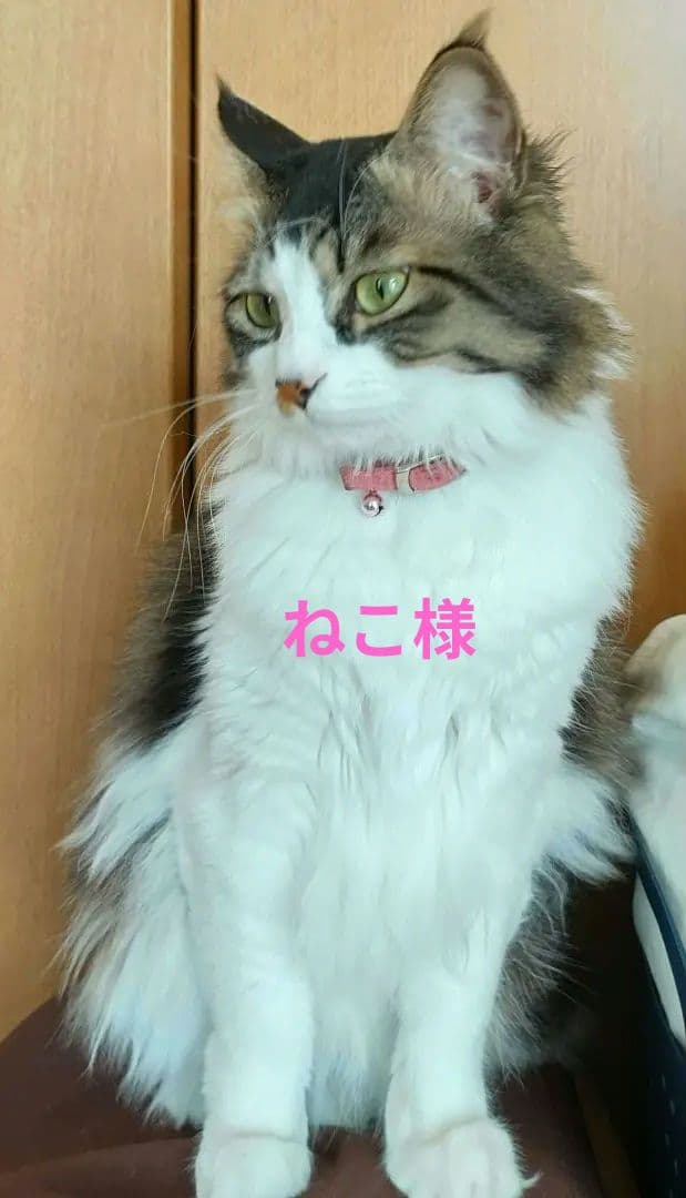 (*ΦωΦ*)ご確認用です