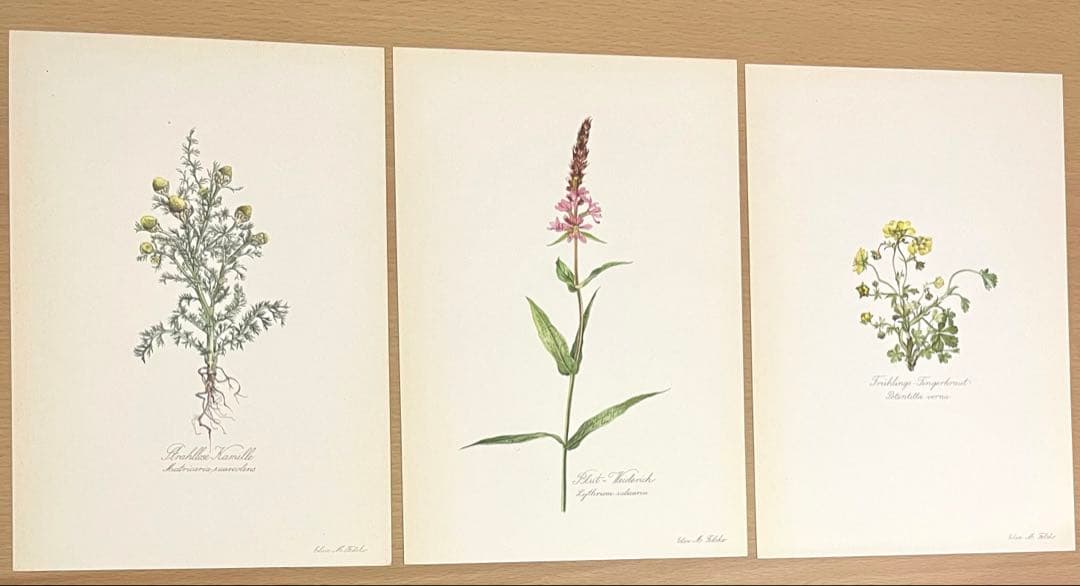 No.293ドイツ ビンテージ 紙もの ボタニカルアート 植物図鑑 水彩画