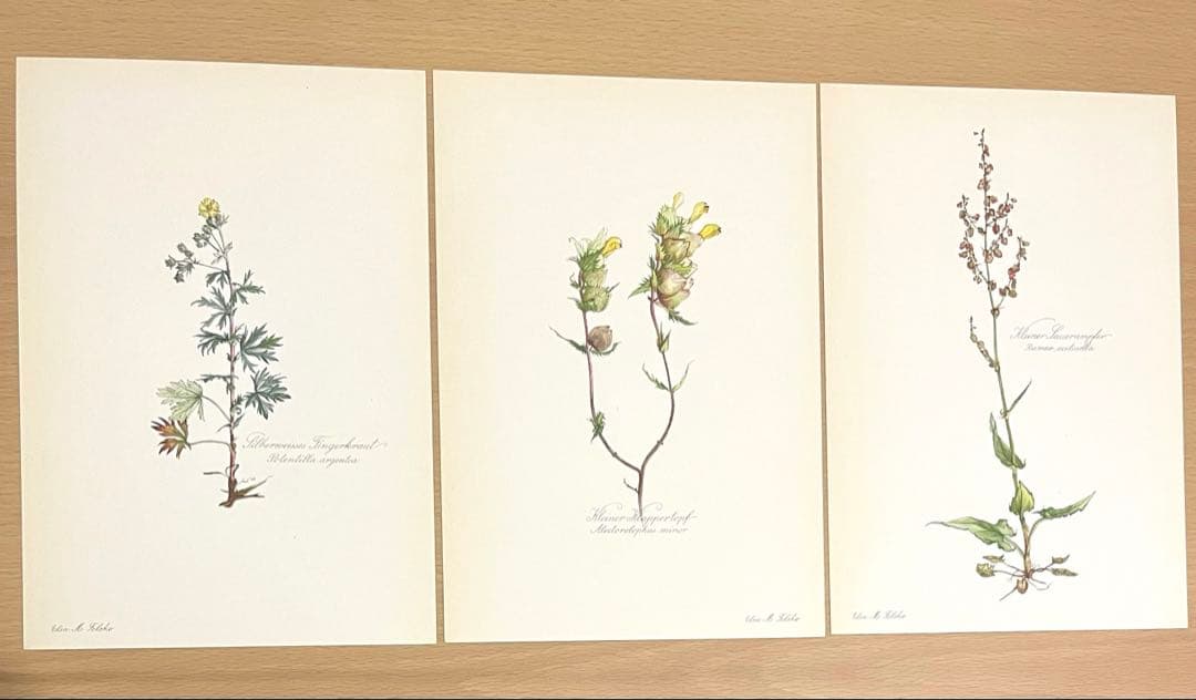 No.293ドイツ ビンテージ 紙もの ボタニカルアート 植物図鑑 水彩画