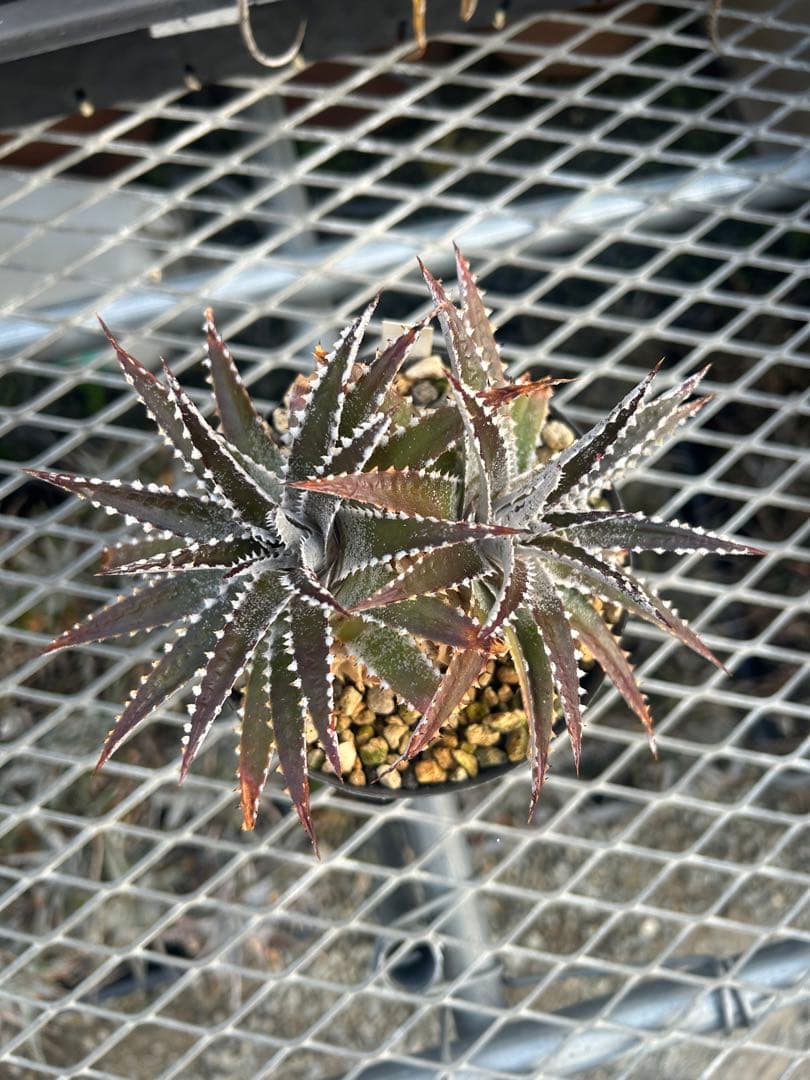 DBディッキア Dyckia Erwin x BS, Paylen #236