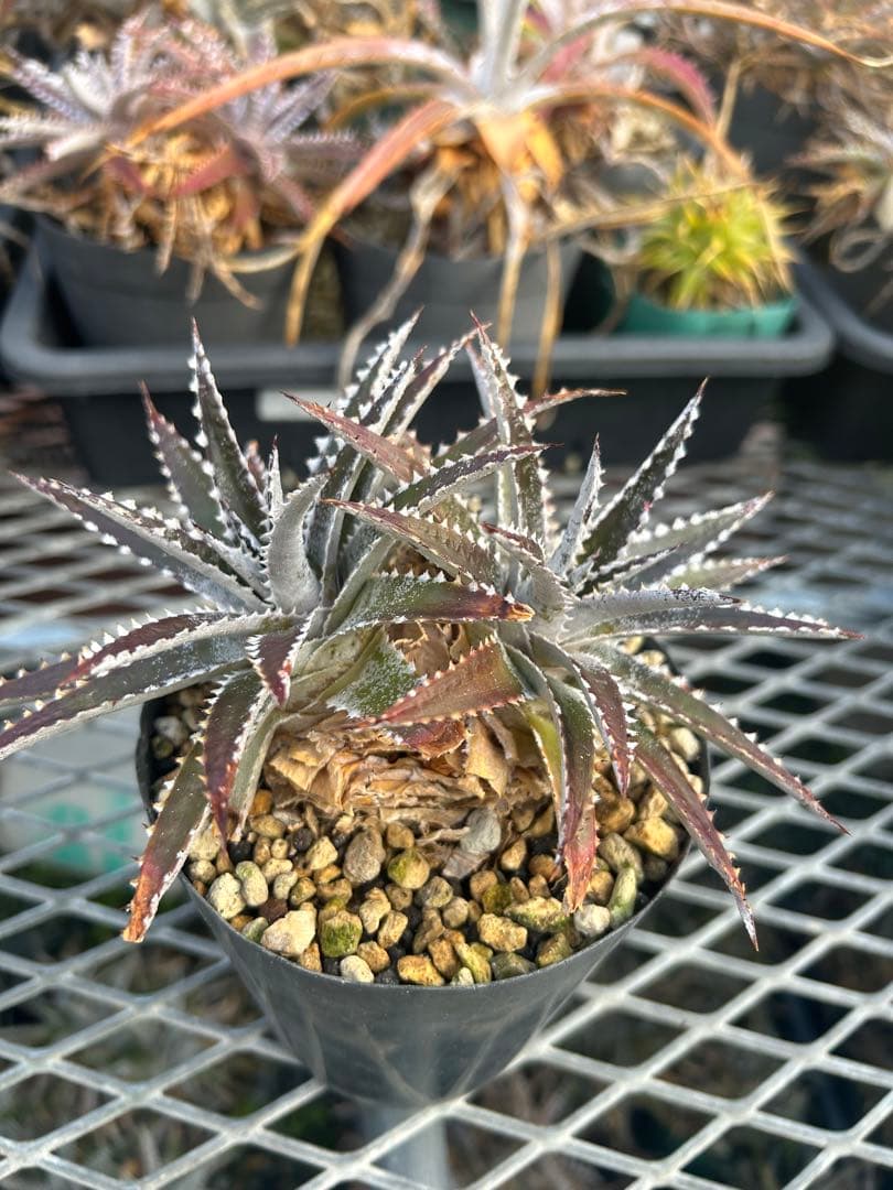 DBディッキア Dyckia Erwin x BS, Paylen #236