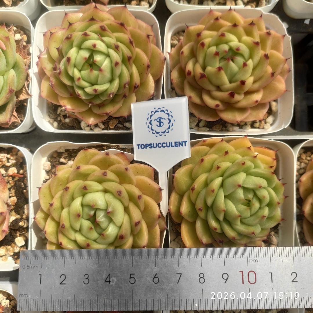 Top【選抜株】多肉植物　24234オリジナル　コーローラッター 10個　鉢無し