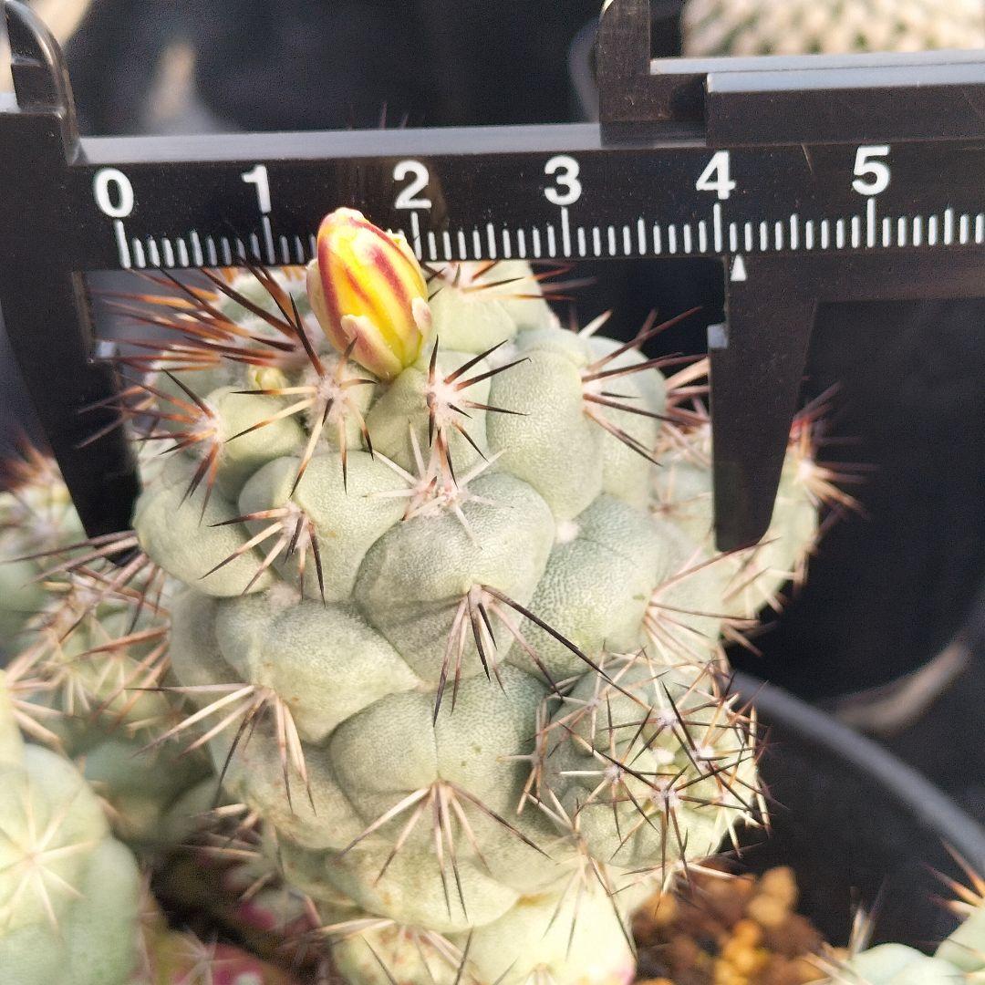 マクドガリー　実生　サボテン