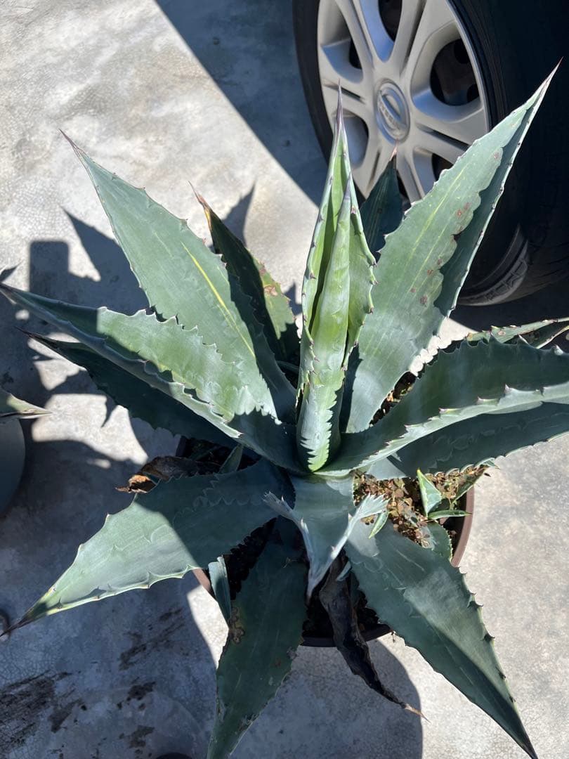 アガベ アメリカーナ　縞斑　高さ42cm
