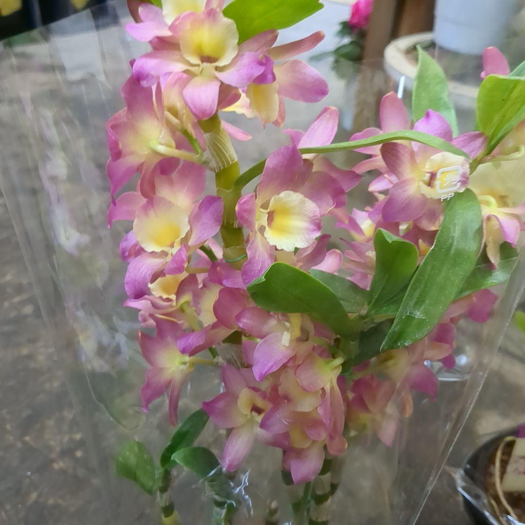 デンドロビューム花付四種4鉢　農水省公認　園芸品種