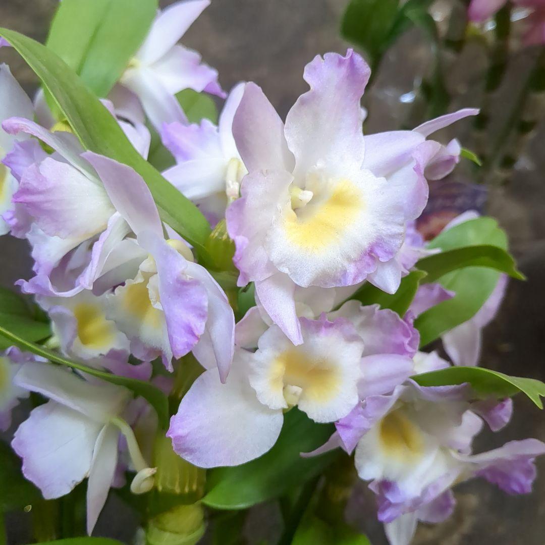 デンドロビューム花付四種4鉢　農水省公認　園芸品種