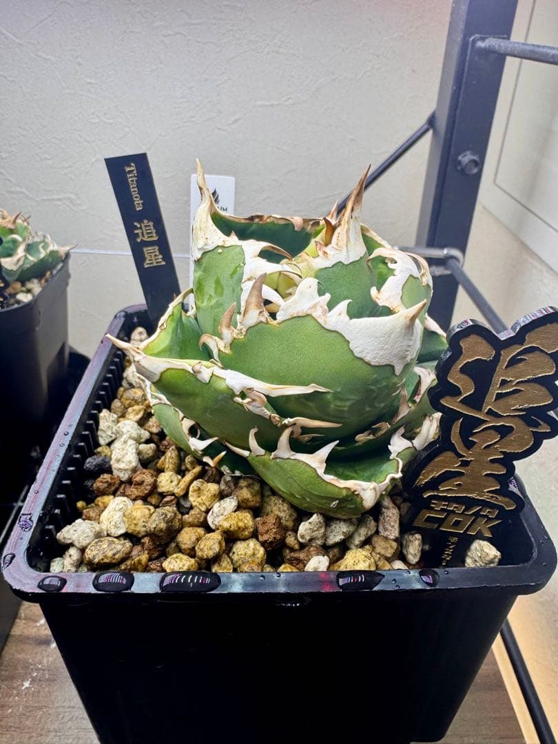 アガベチタノタ　COK 子株