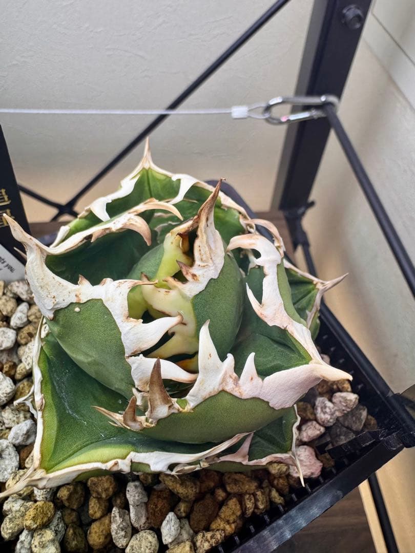 アガベチタノタ　COK 子株