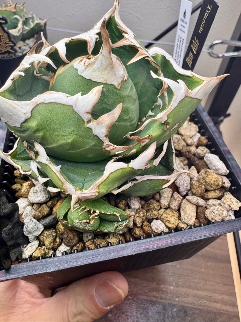 アガベチタノタ　COK 子株