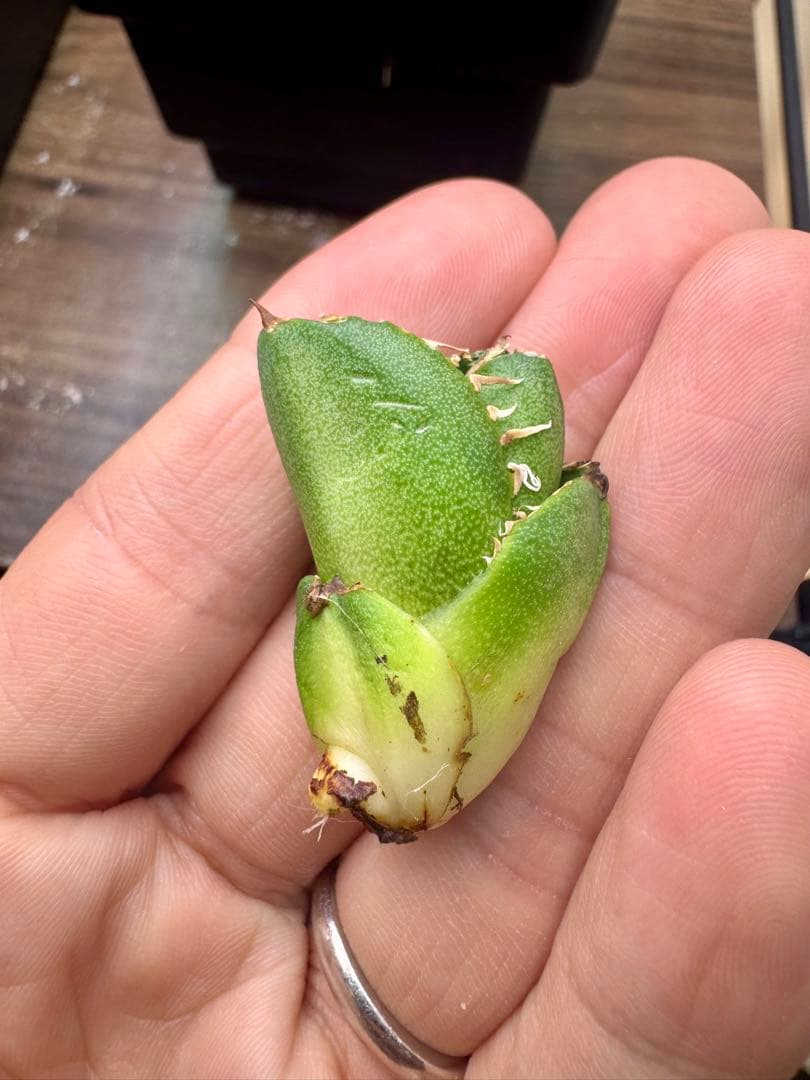 アガベチタノタ　COK 子株