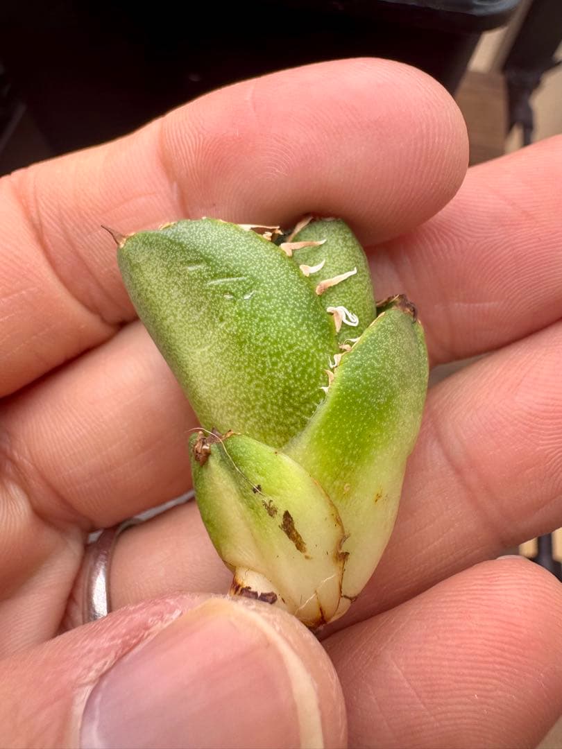 アガベチタノタ　COK 子株