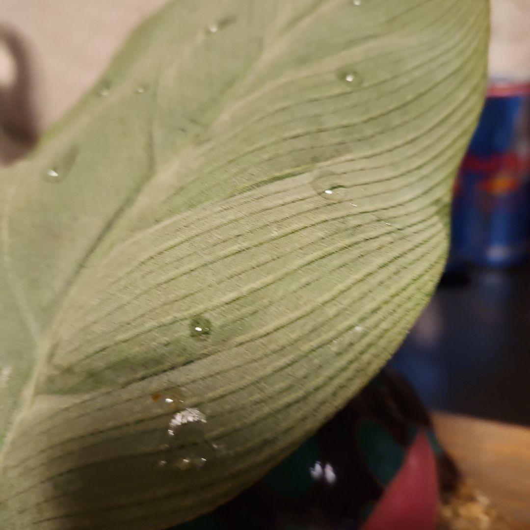 ウサビッチ　ソープディッシュ　 レニングラード 　レジンアート