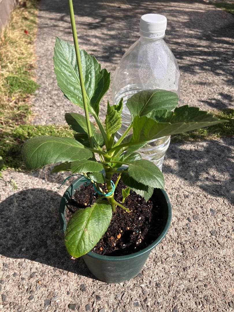 ダリア　カフェオレ花苗d 超希少　3／24撮影