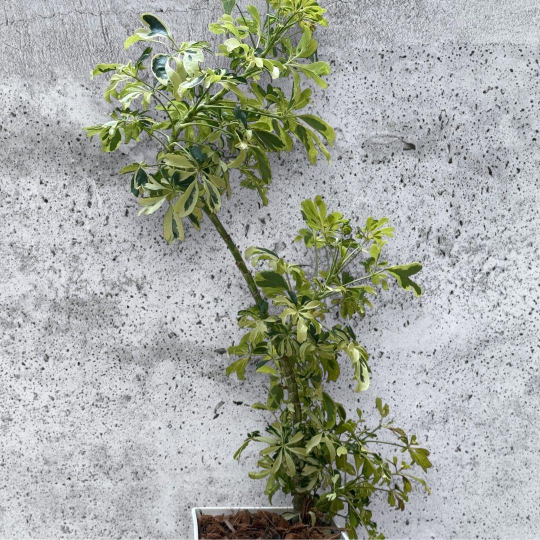 ☆ 斑入り シェフレラ ジェニーネ♪ 74cm 緩やかな曲がり♪