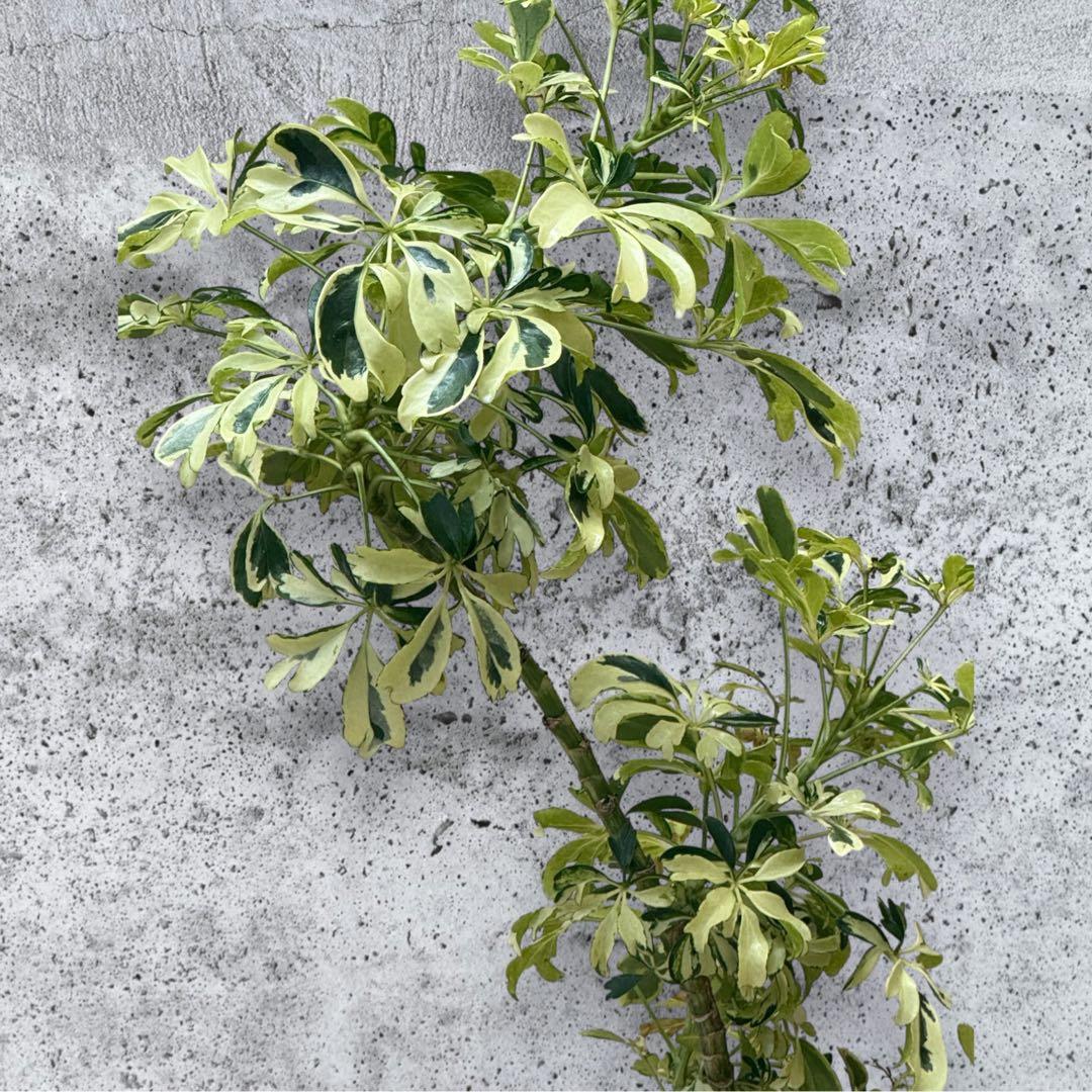 ☆ 斑入り シェフレラ ジェニーネ♪ 74cm 緩やかな曲がり♪