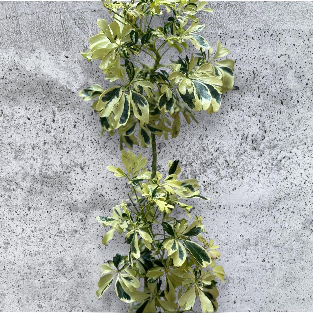 ☆ 斑入り シェフレラ ジェニーネ♪ 74cm 緩やかな曲がり♪