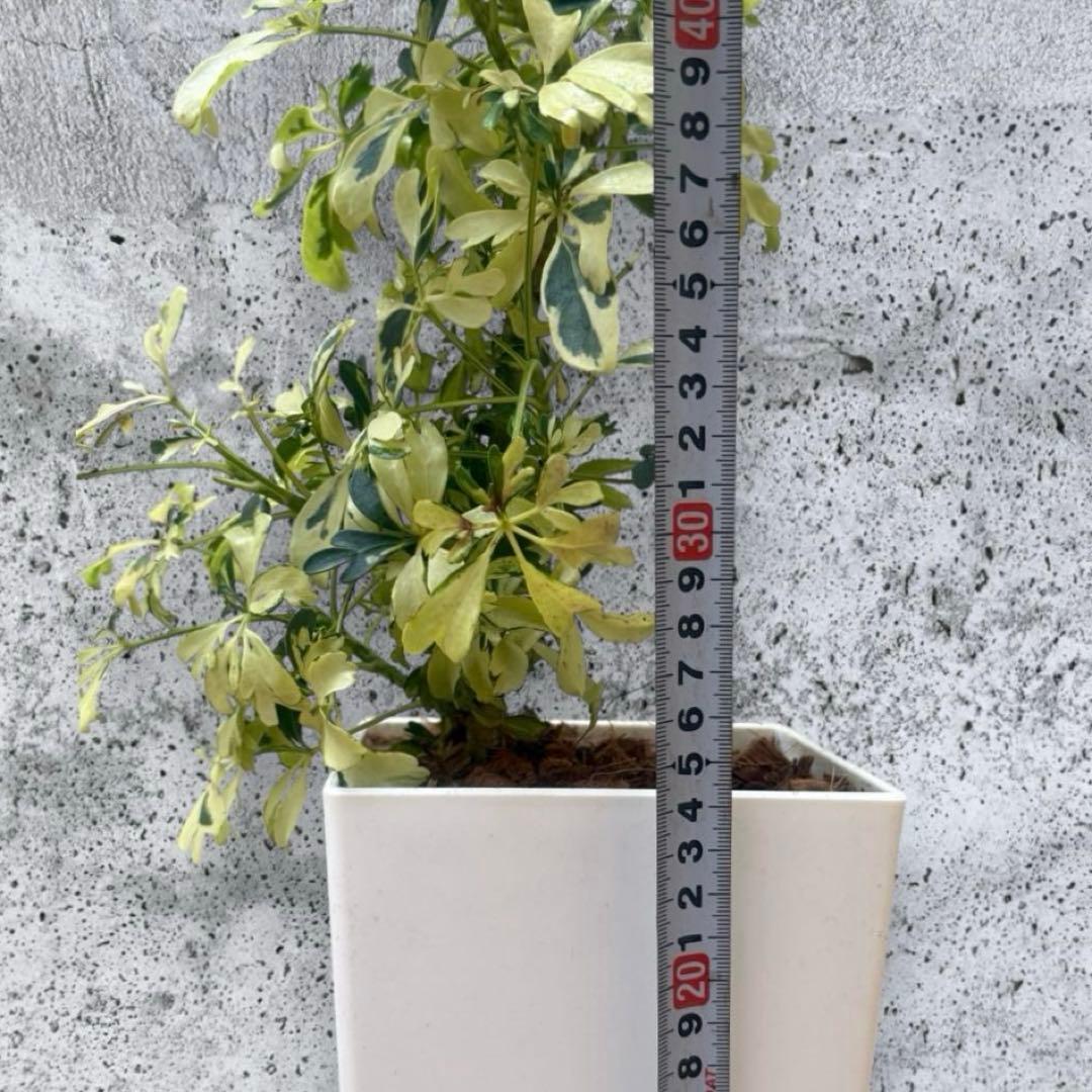 ☆ 斑入り シェフレラ ジェニーネ♪ 74cm 緩やかな曲がり♪