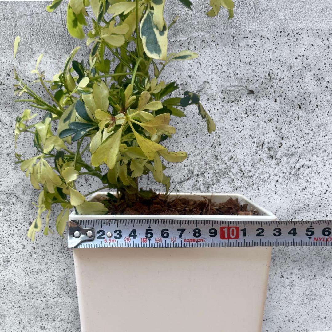 ☆ 斑入り シェフレラ ジェニーネ♪ 74cm 緩やかな曲がり♪