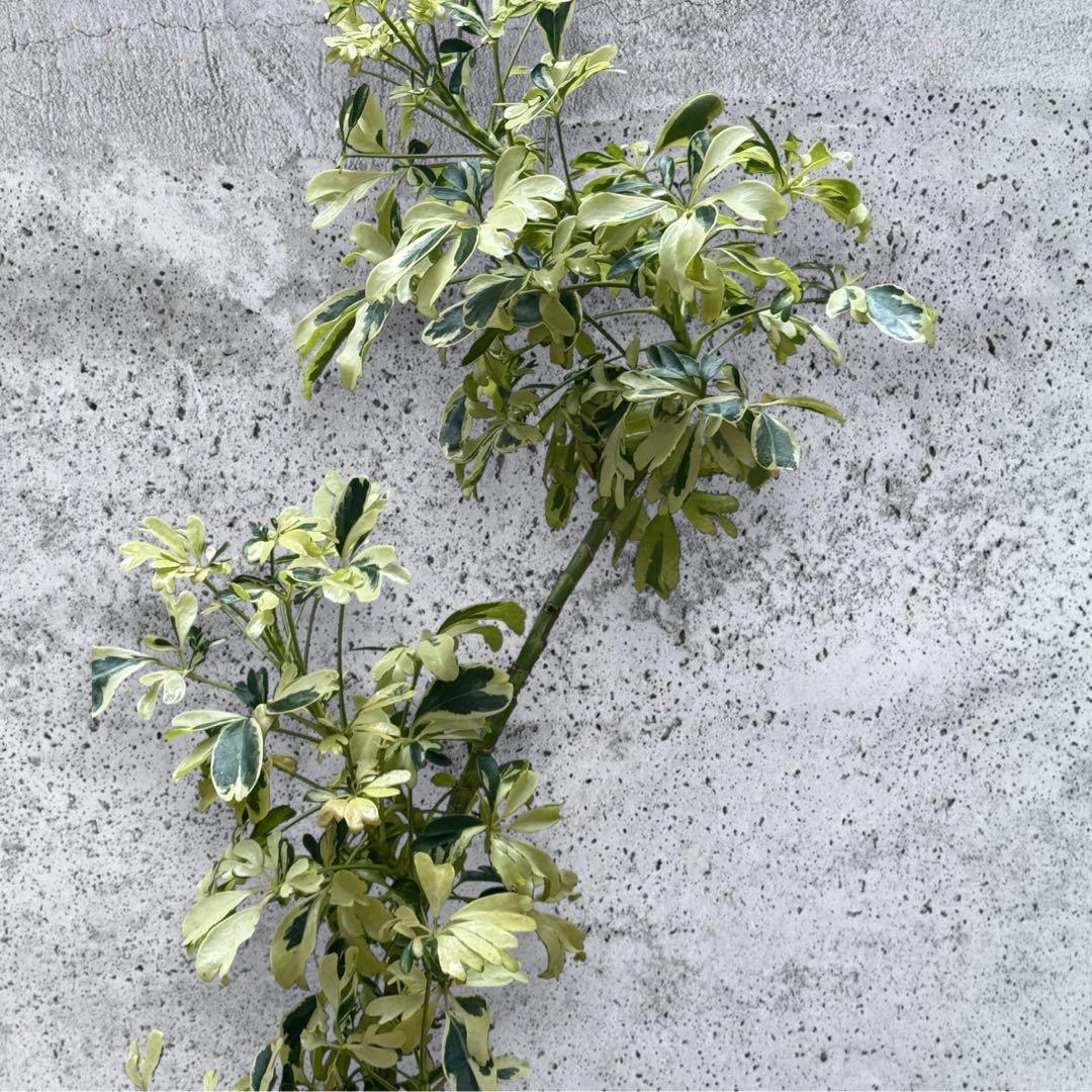 ☆ 斑入り シェフレラ ジェニーネ♪ 74cm 緩やかな曲がり♪