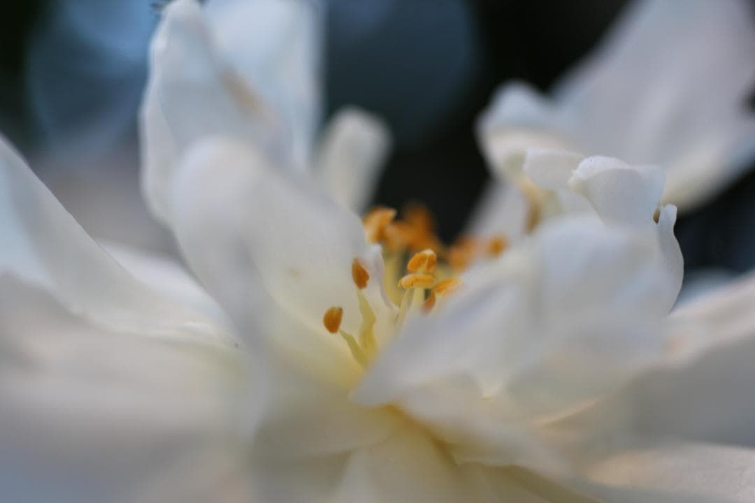 Canon EF 50mm f2.5 macro コンパクトレンズ #5280