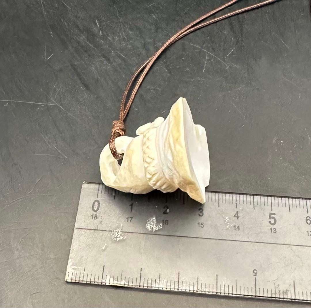 2026.2.15魔女の帽子　カリビアン産コンク貝