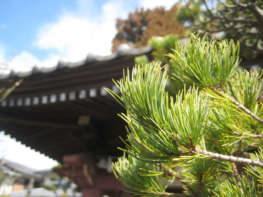 実写美⭕️美品【動作確認済み】Canon IXY DIGITAL 10 デジカメ