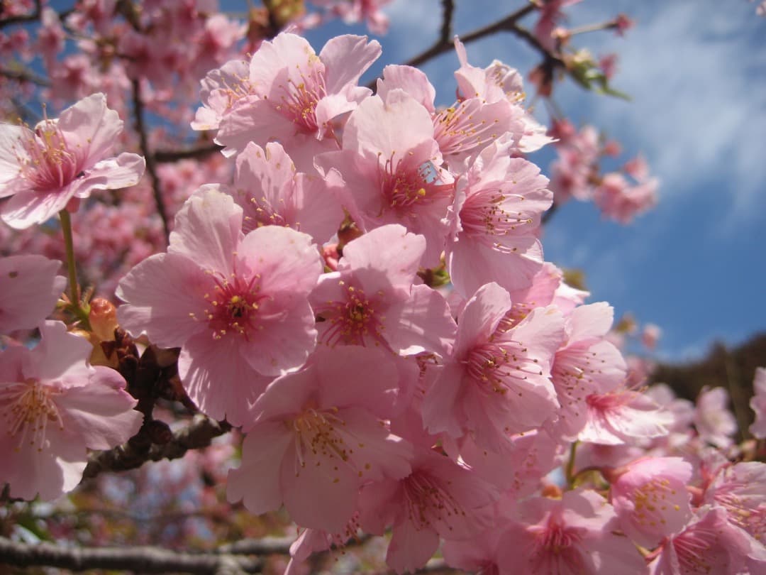 実写美⭕️美品【動作確認済み】Canon IXY DIGITAL 10 デジカメ