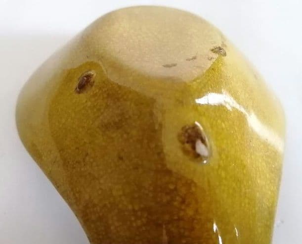 蓮華