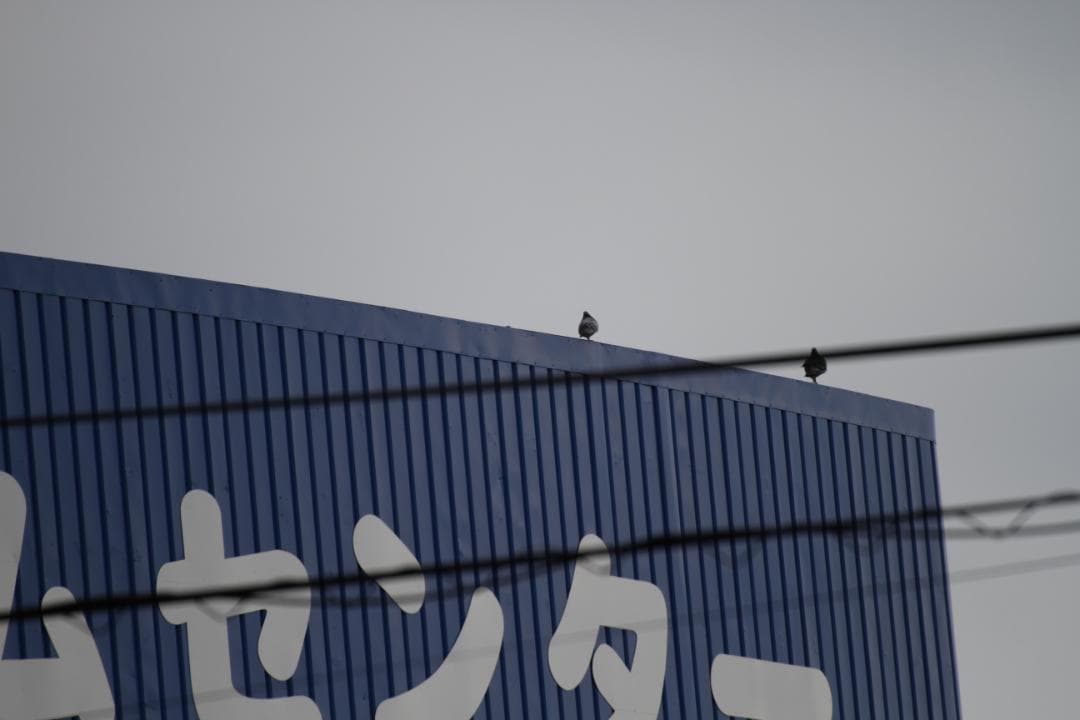 望遠　ズームレンズ　タムロン　tamron　SP 70-300mm　キャノン用