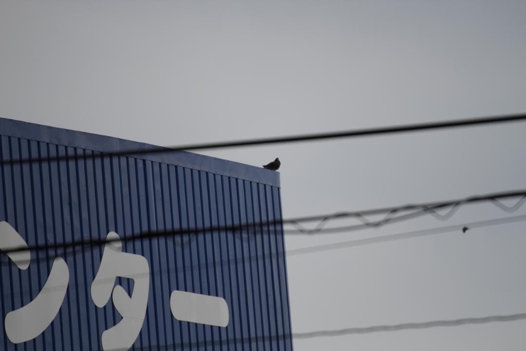 望遠　ズームレンズ　タムロン　tamron　SP 70-300mm　キャノン用