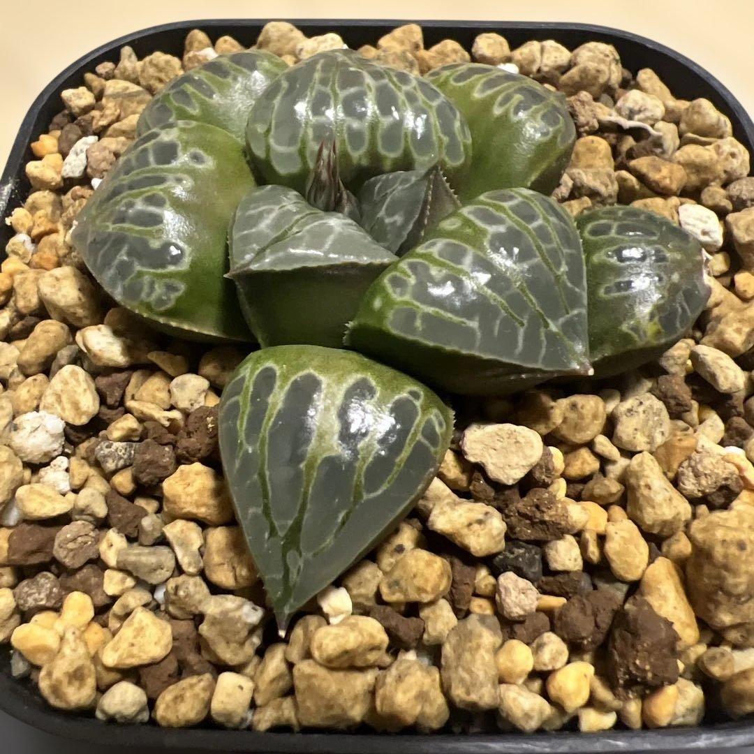 ハオルチア　コンプト×ツタンカーメン　HYBRID 実生苗 のカキコ