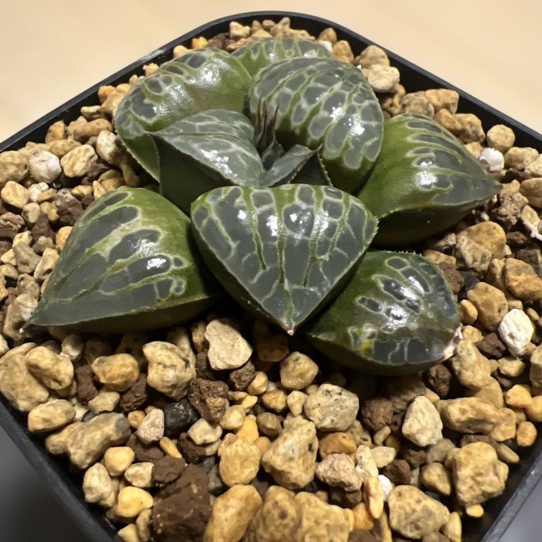 ハオルチア　コンプト×ツタンカーメン　HYBRID 実生苗 のカキコ