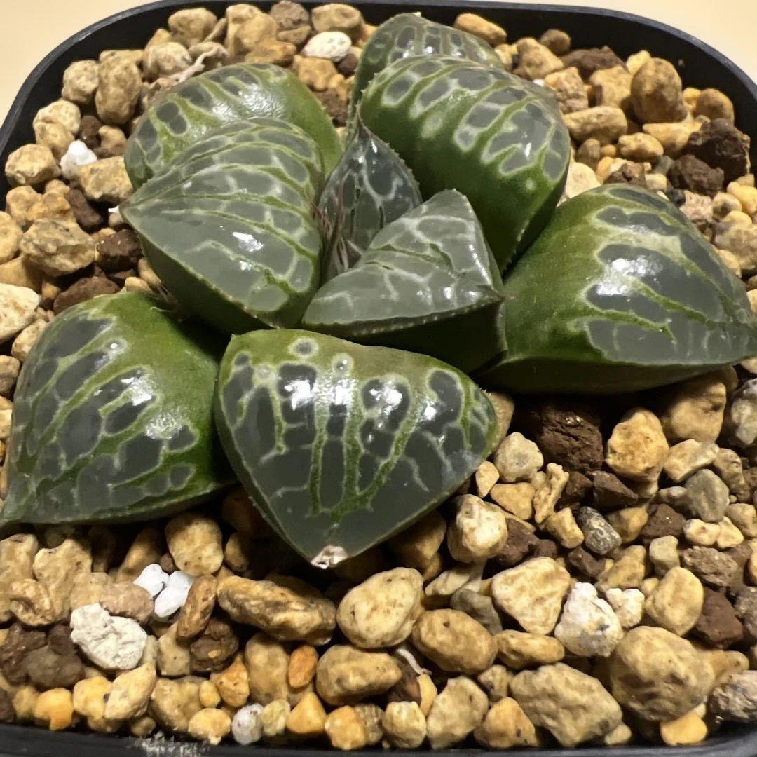 ハオルチア　コンプト×ツタンカーメン　HYBRID 実生苗 のカキコ