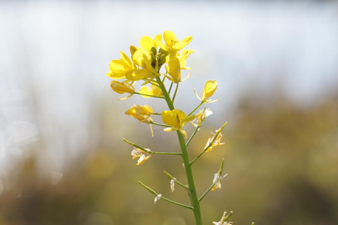 【整備済完動品】PENTAX Super-Takumar 55mm F1.8後期